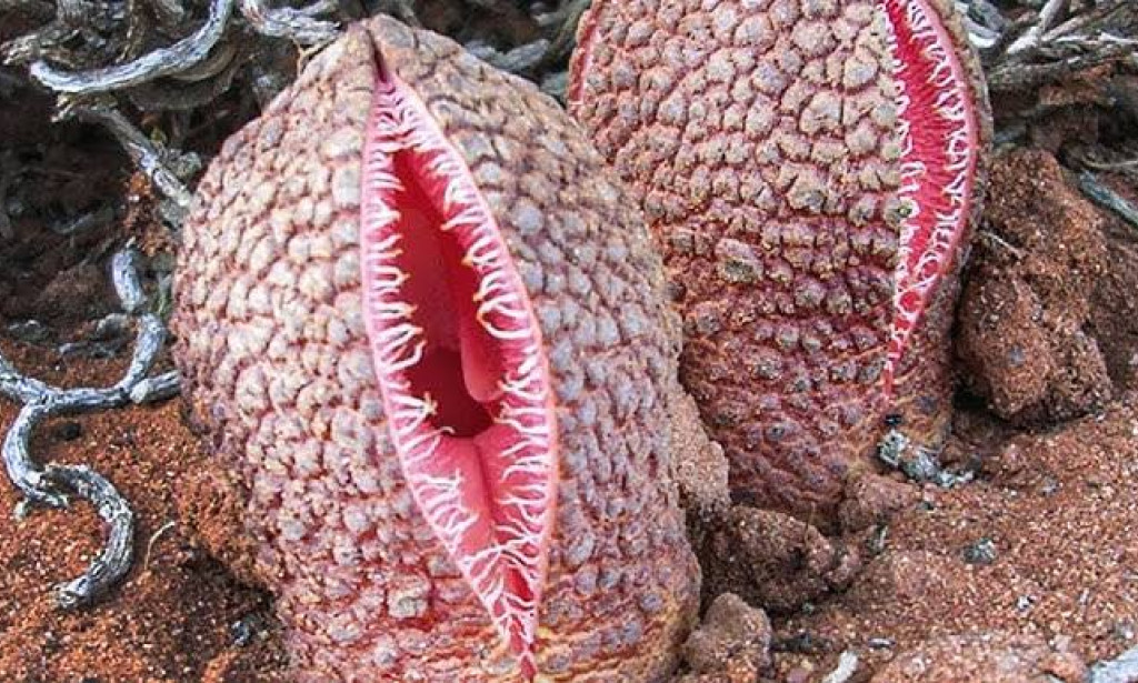 Touch and Die: Top 5 Most Dangerous Plants You Should Never Go Near