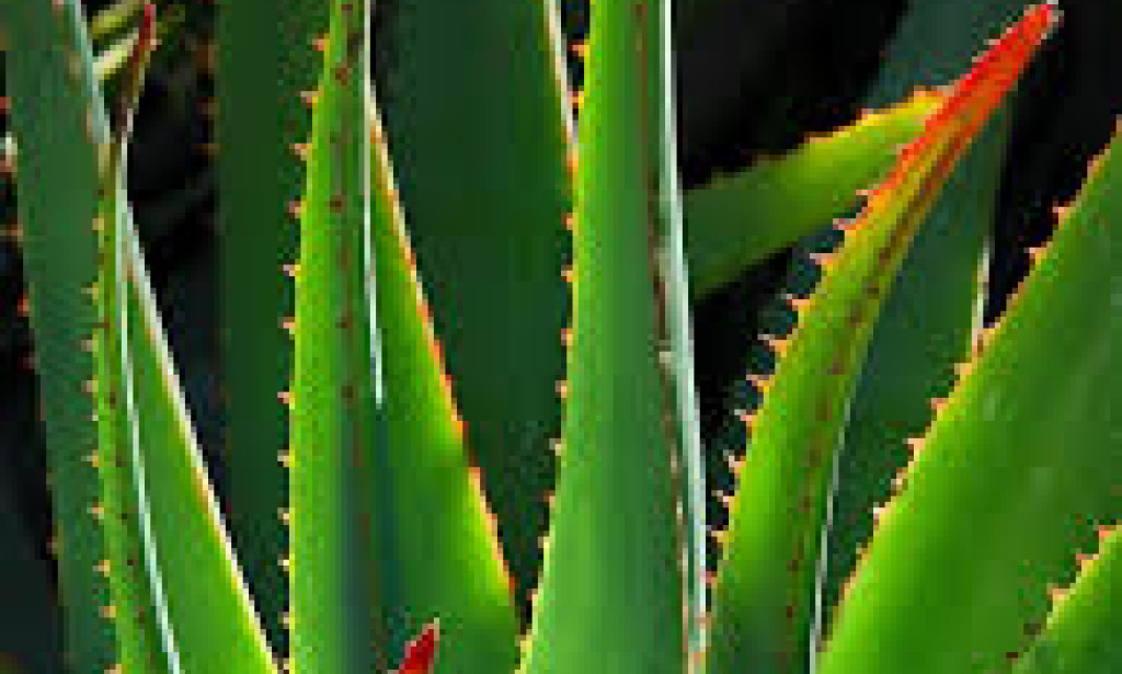 How to Use Aloe Vera for Hair Growth  Aloe vera