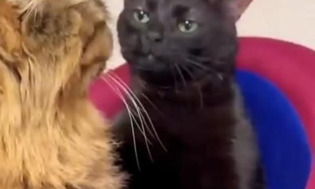 I Got Paid to Say “Meow” at Different Volumes — What?! 🐱📣💰