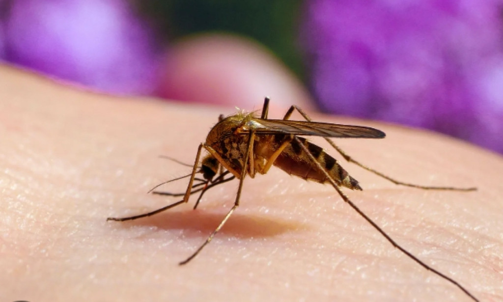 Kill mosquitos just with one try