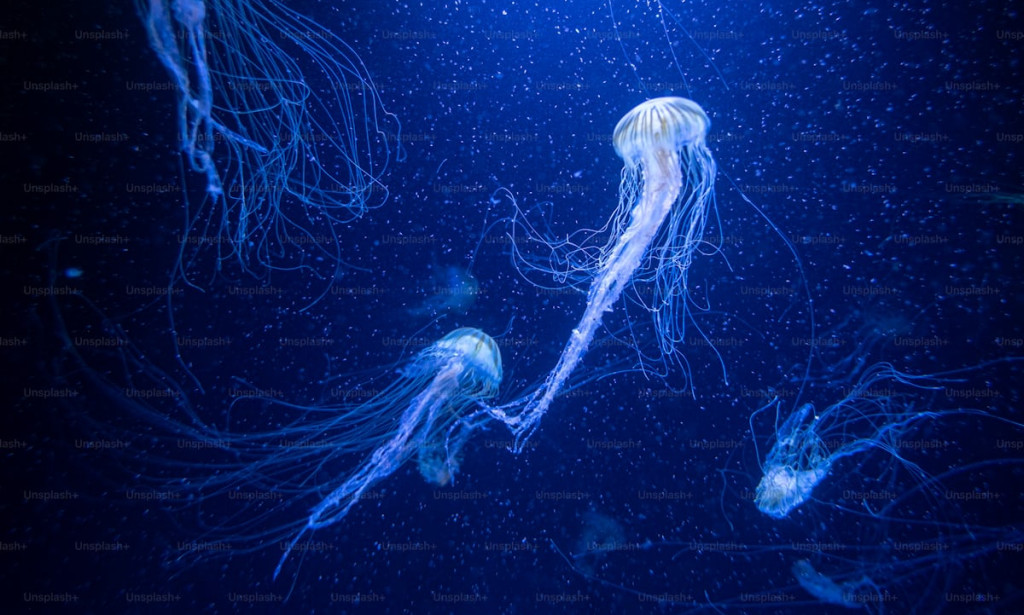 The Immortal Jellyfish: Nature to Living Forever