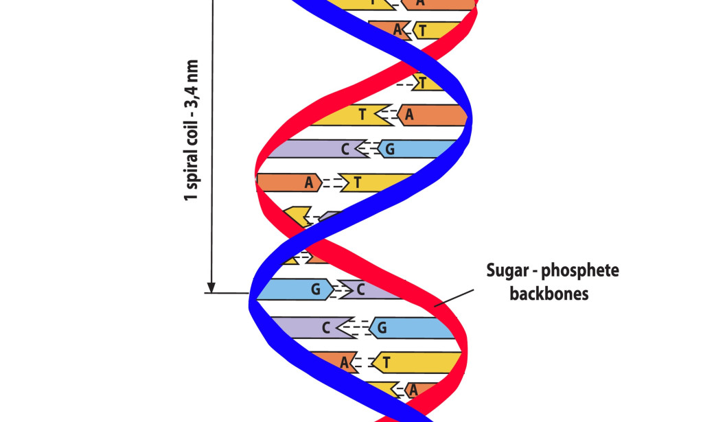 The Silent Architect: Unraveling the Power of DNA